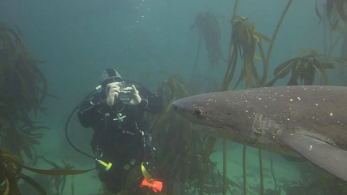 Dive Action