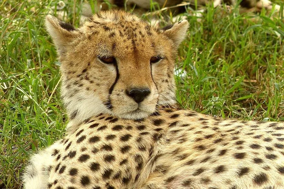 Stemma Safaris Tanzania