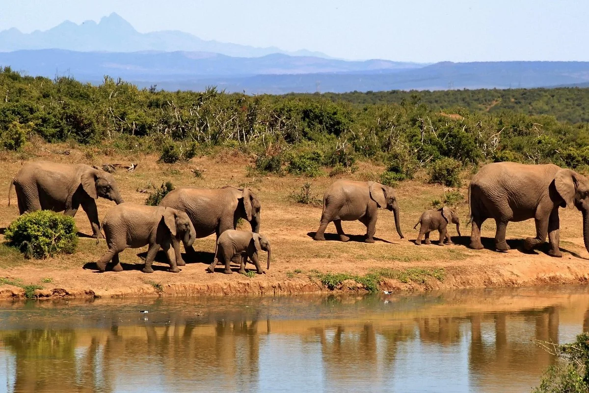 Pascal Safaris