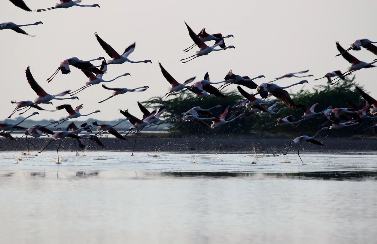 Indian Wild Ass Sanctuary