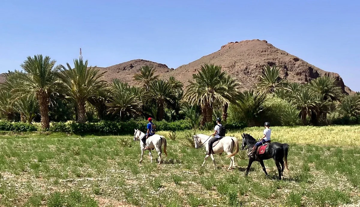 Atlas Horses Ouarzazate