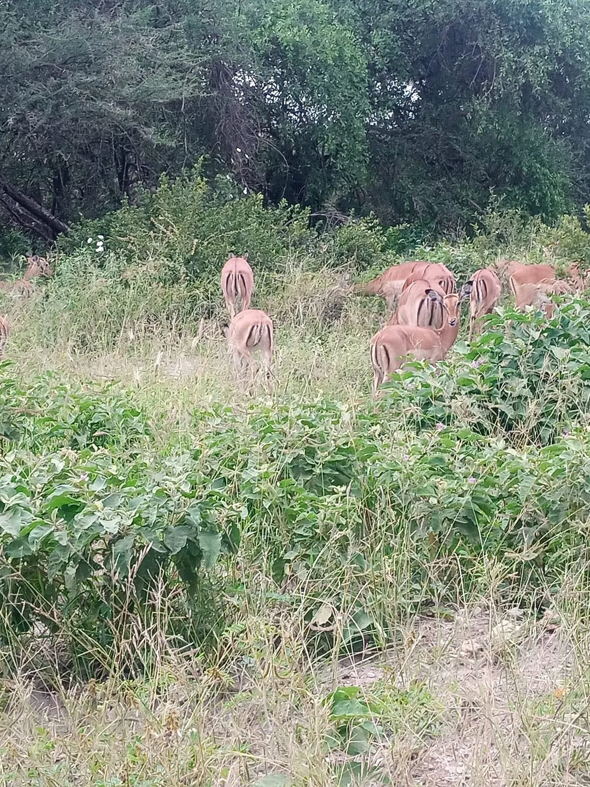 African Foot Adventure