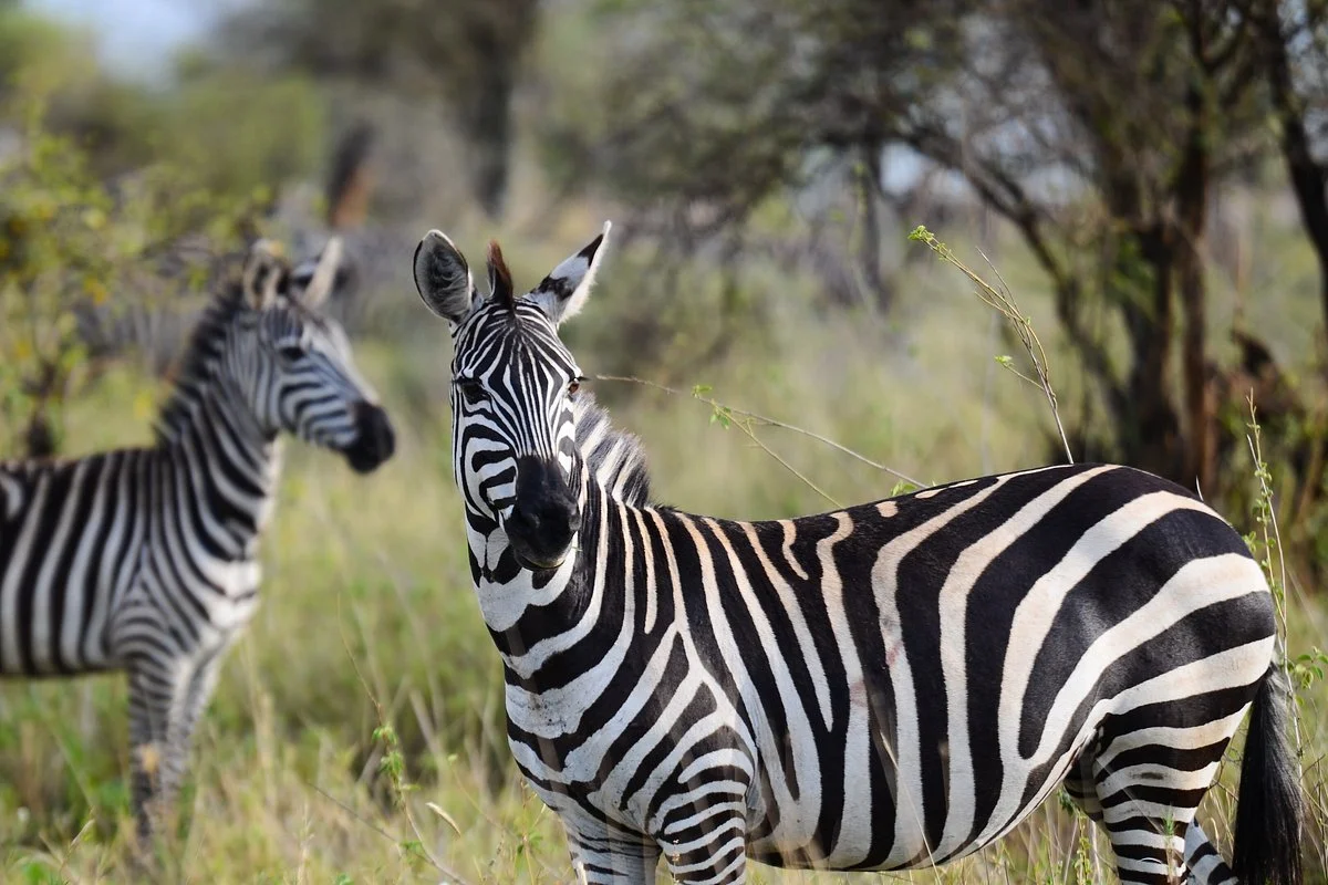 Tanzania Adaptive Safaris