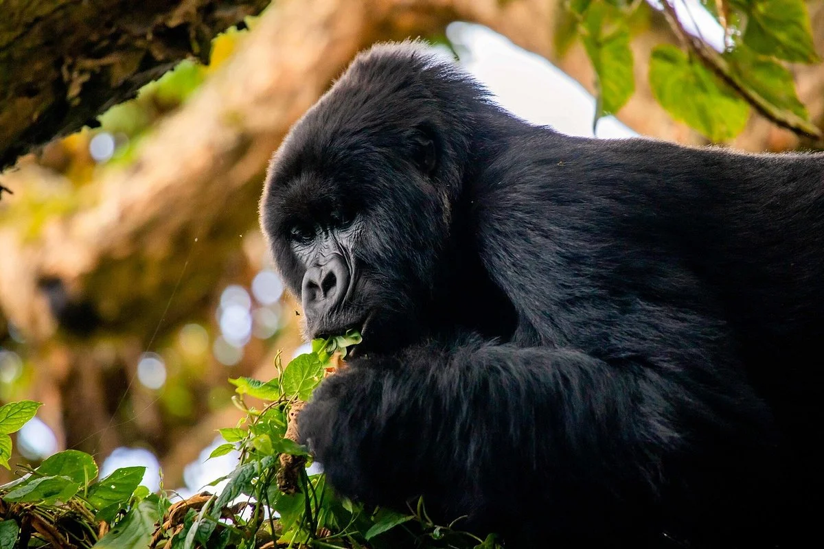 Lifetime Africa Expeditions