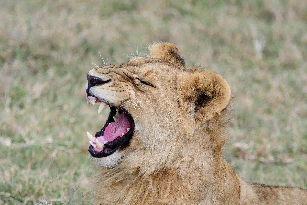 Serengeti Wilderness Calls