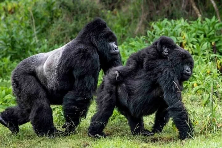 Ellen DeGeneres Gorilla Safaris