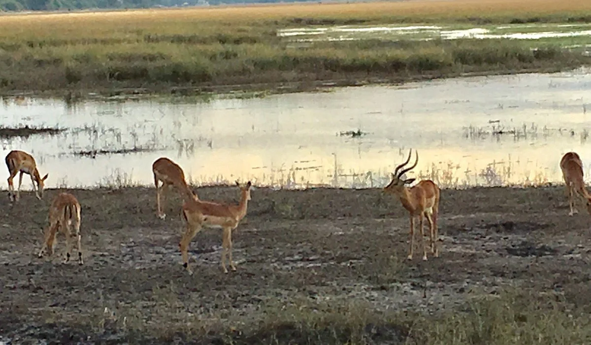 Real Africa Safaris Botswana