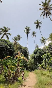 KV Spice Farm