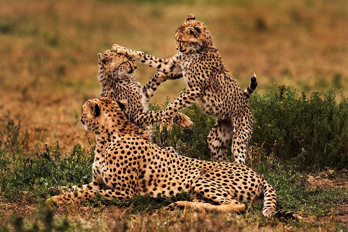 Way 2 Tanzania Adventures