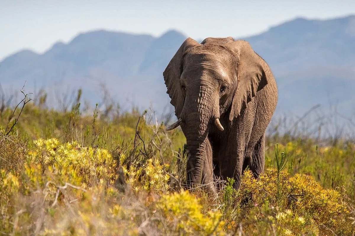 Real Africa Travel Tours (Pty) Ltd