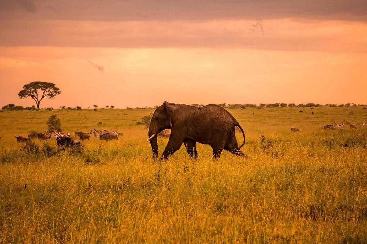 Serengeti Pristine Wilderness