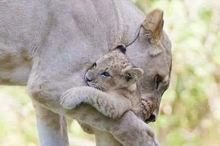Golden Cats Safaris