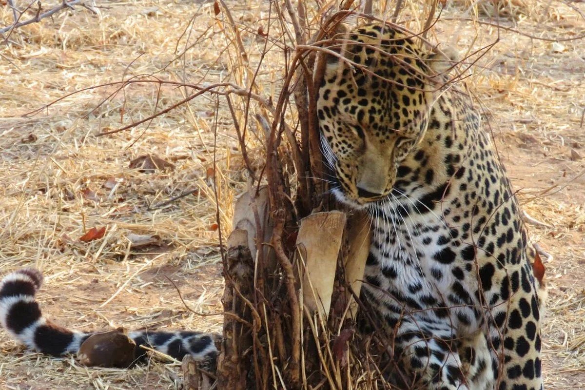 Simba Safaris Exotic Lodges