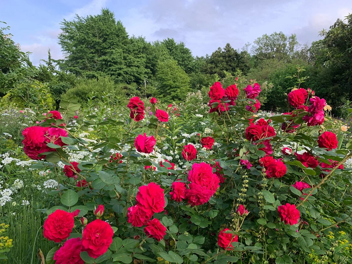 The Dreaming Place Rose Garden