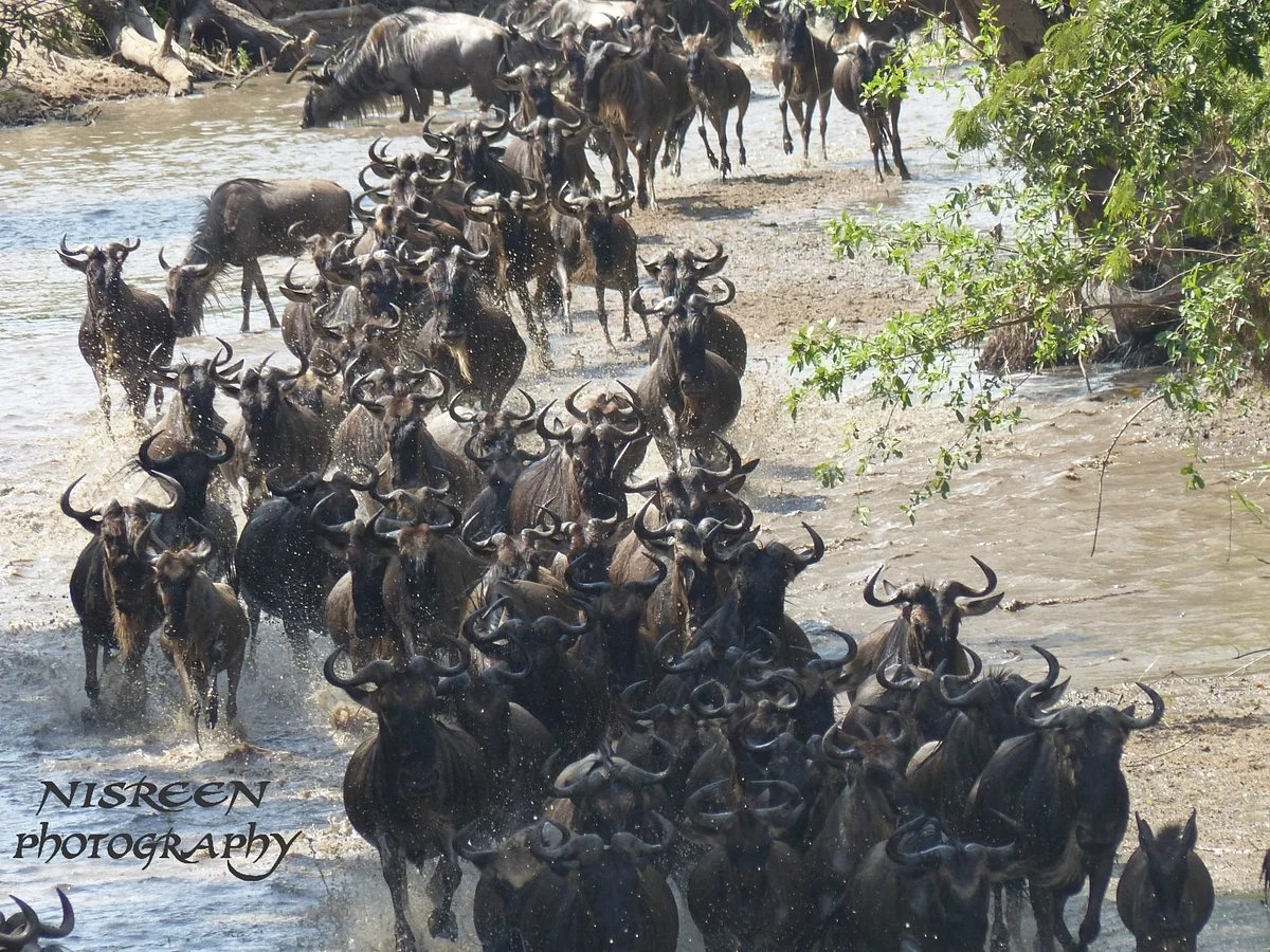 Authentic African Safaris - Day Tour