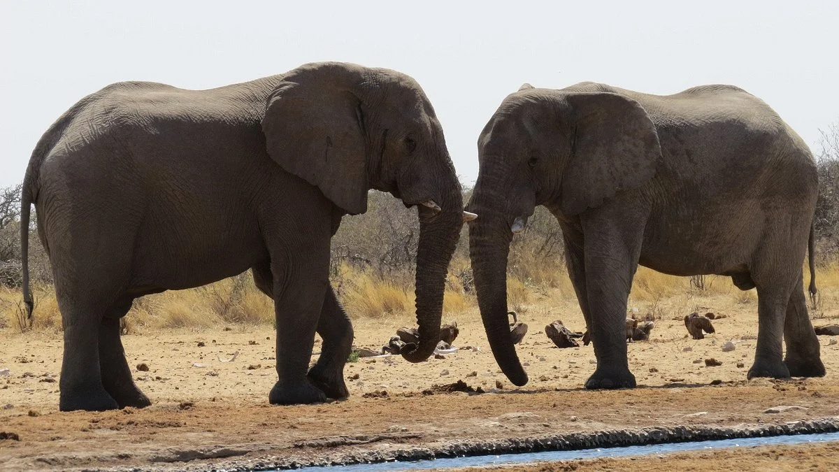 Oshikoto Tourist Transfer cc
