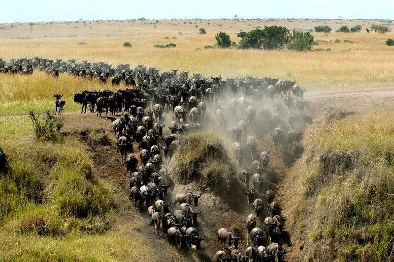 Hirola Tours and Safaris