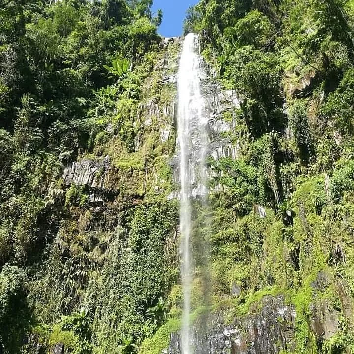 Mbokomu Waterfall And The Tallest Tree