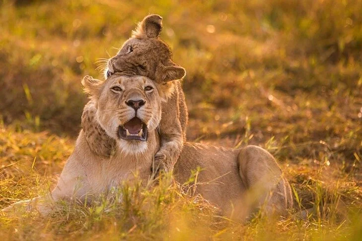 Tanzania Happy Safaris