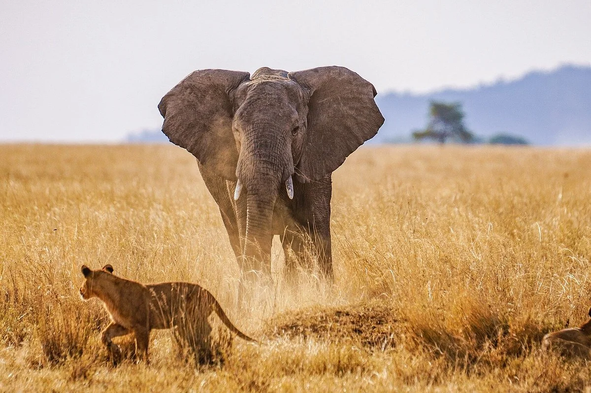 Secrets of Africa Tours