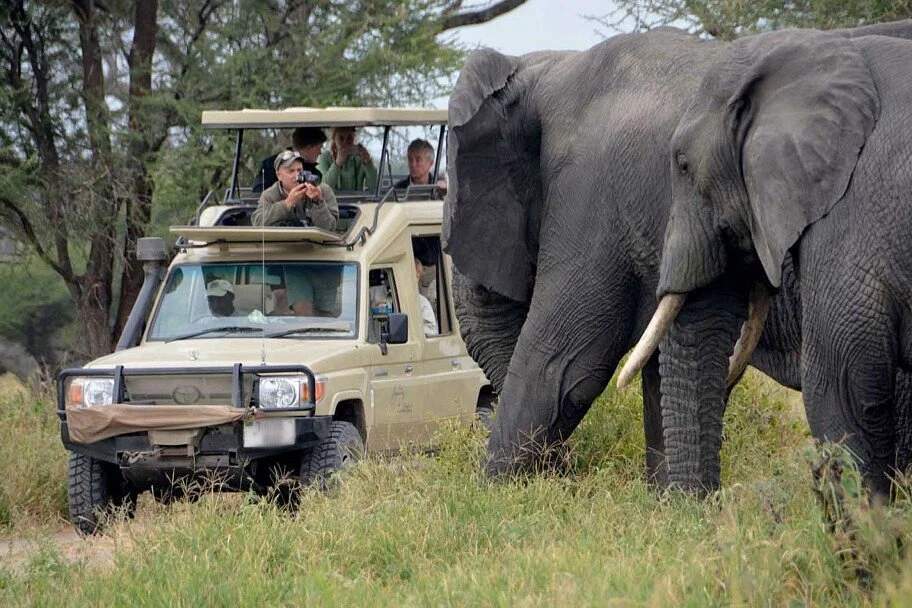 Wildchase Africa Tours & Safaris