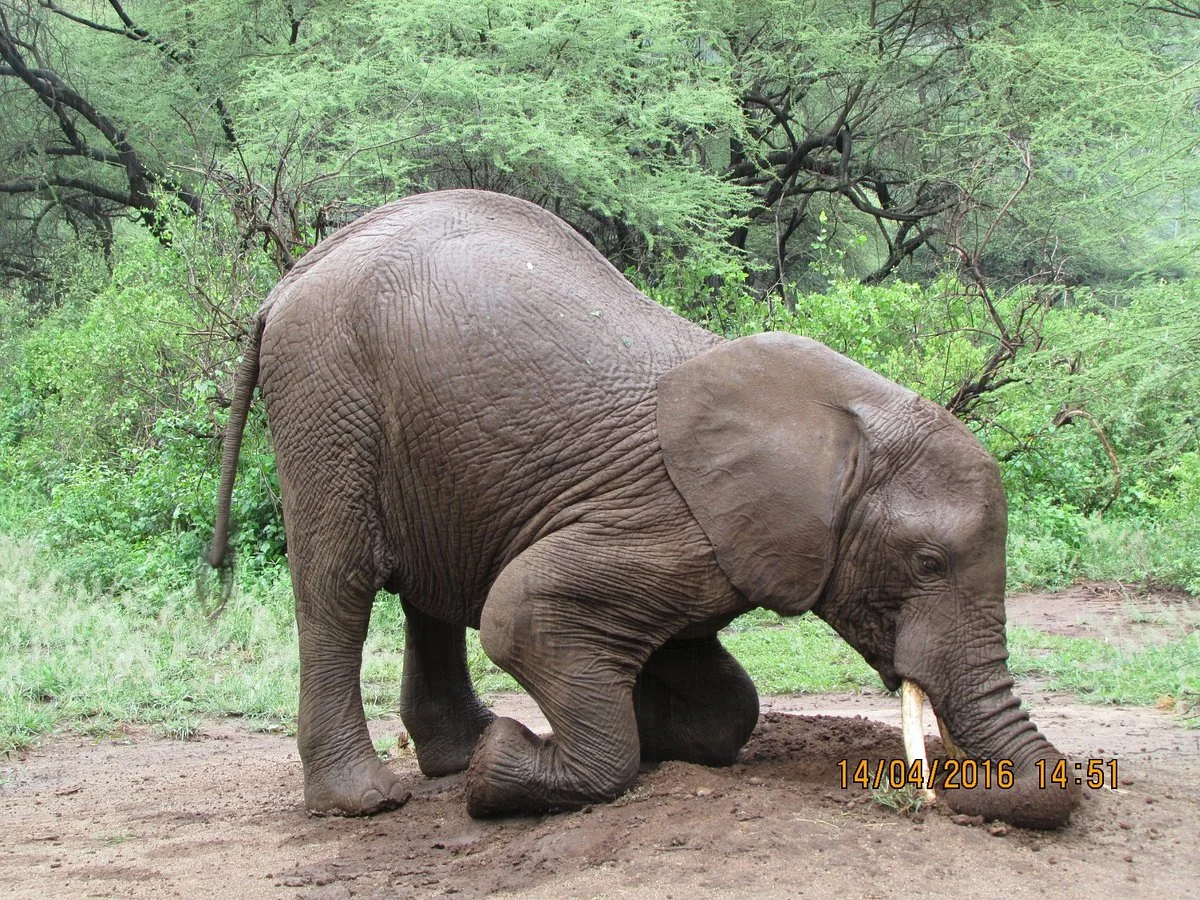 Africa Safari Agency