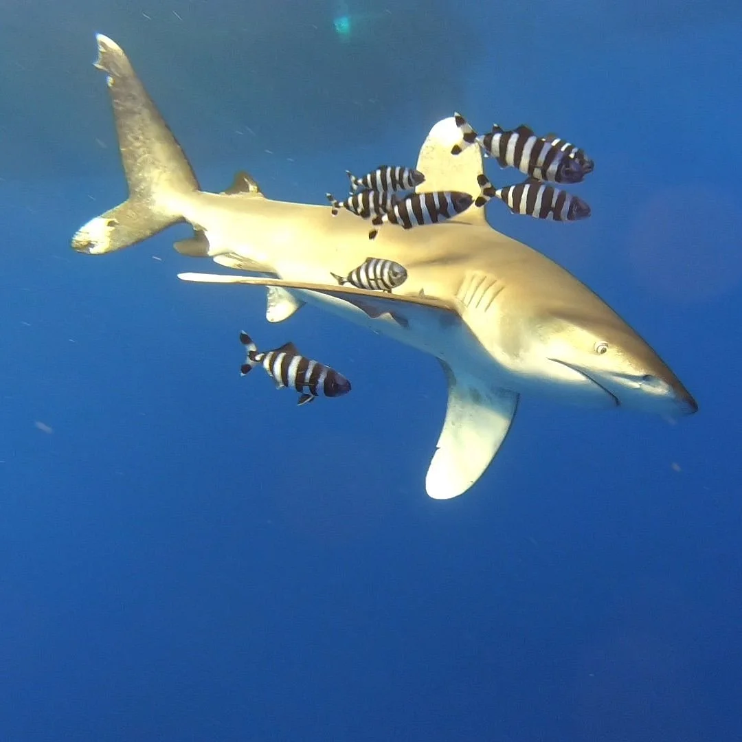 Free Willy Diving