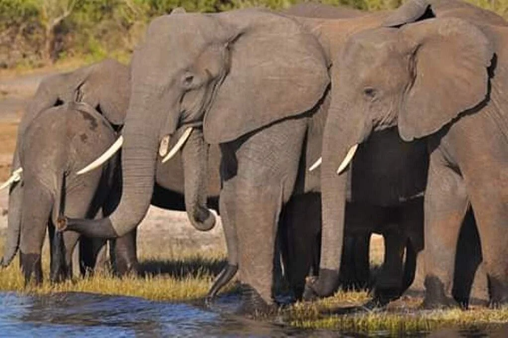 Kabare Safaris