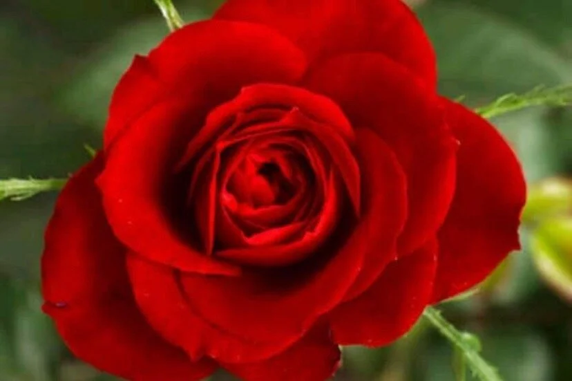 Rose Tour & Safaris