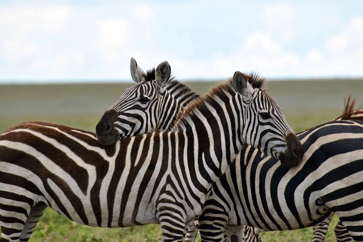 Elibe Tours & Safaris