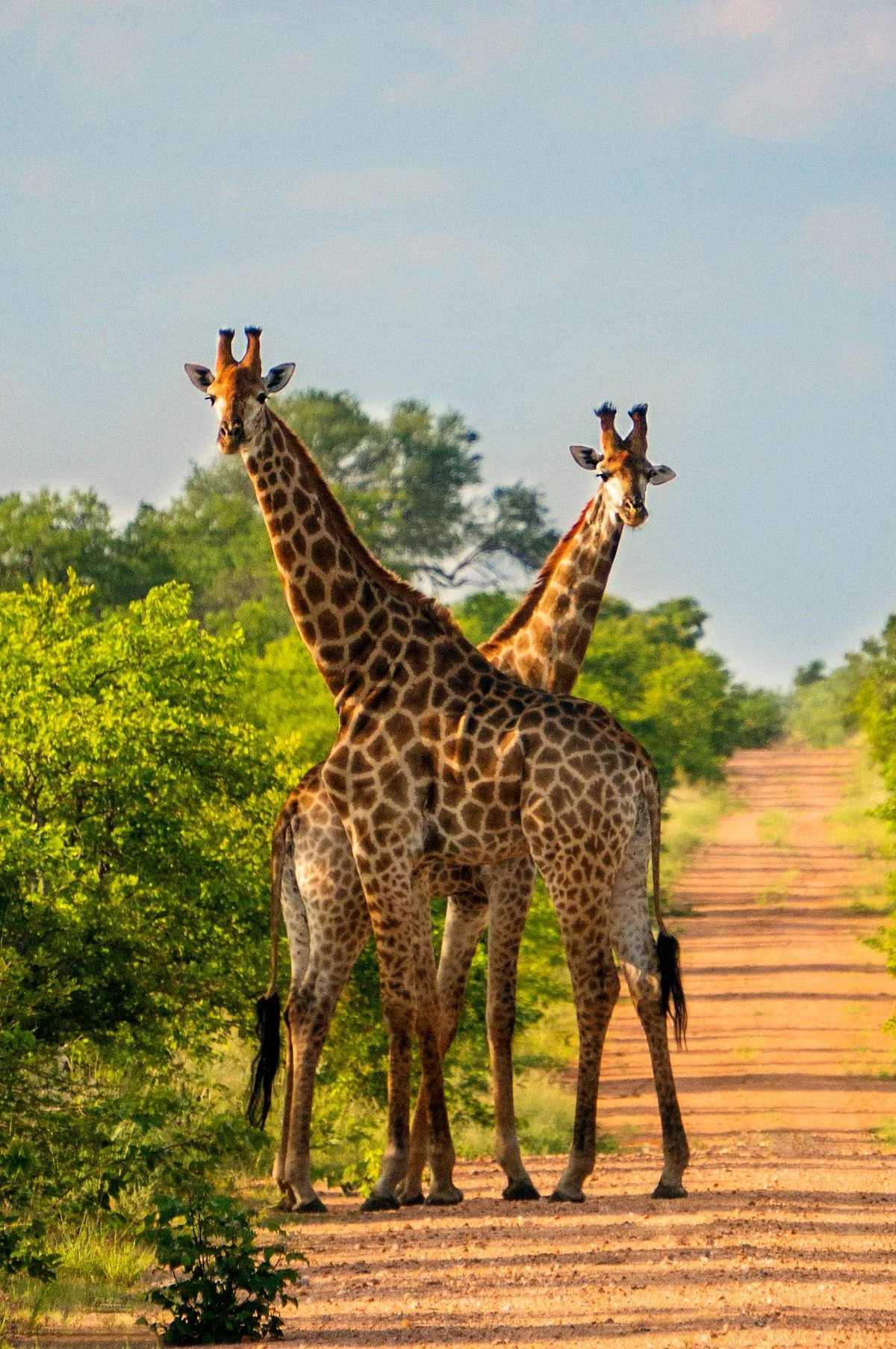 Amazing Africa