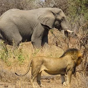 Idle & Wild Tours & Transfers
