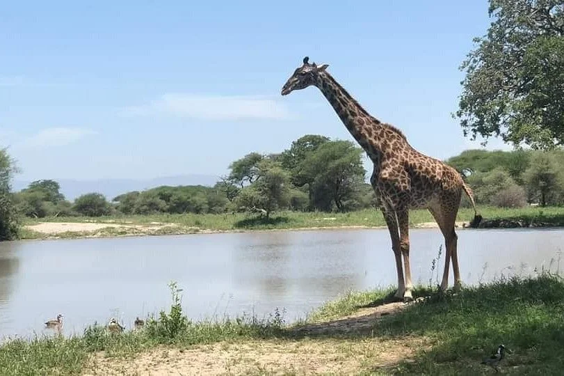 Eco  World Safaris