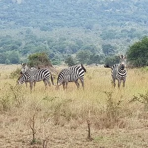 Neza Safaris