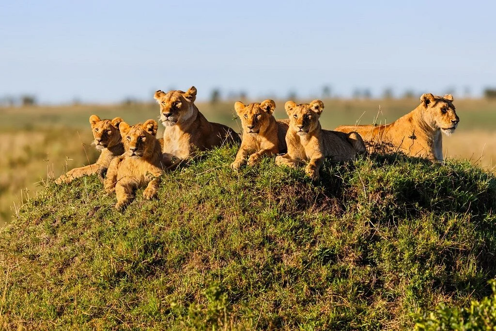 Sidai Select Safaris