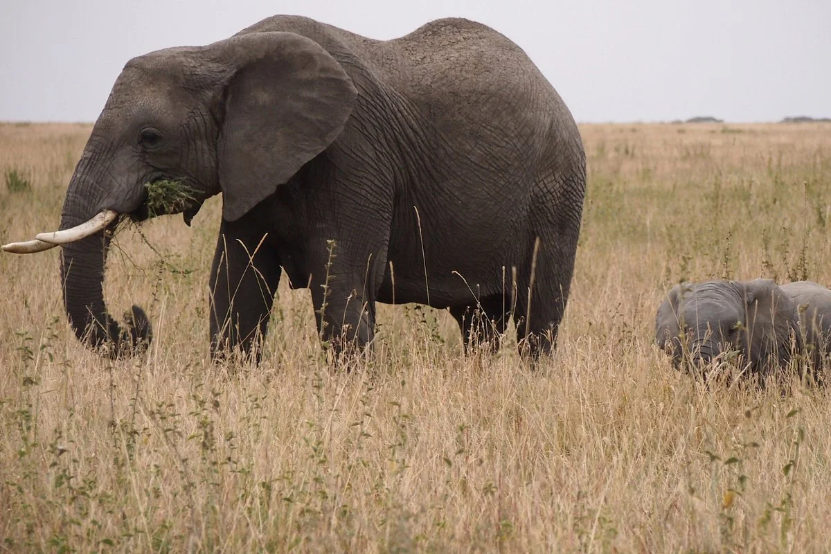 Climb Kilimanjaro & Safari