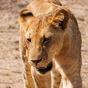 Cinnamon Tours And Safaris