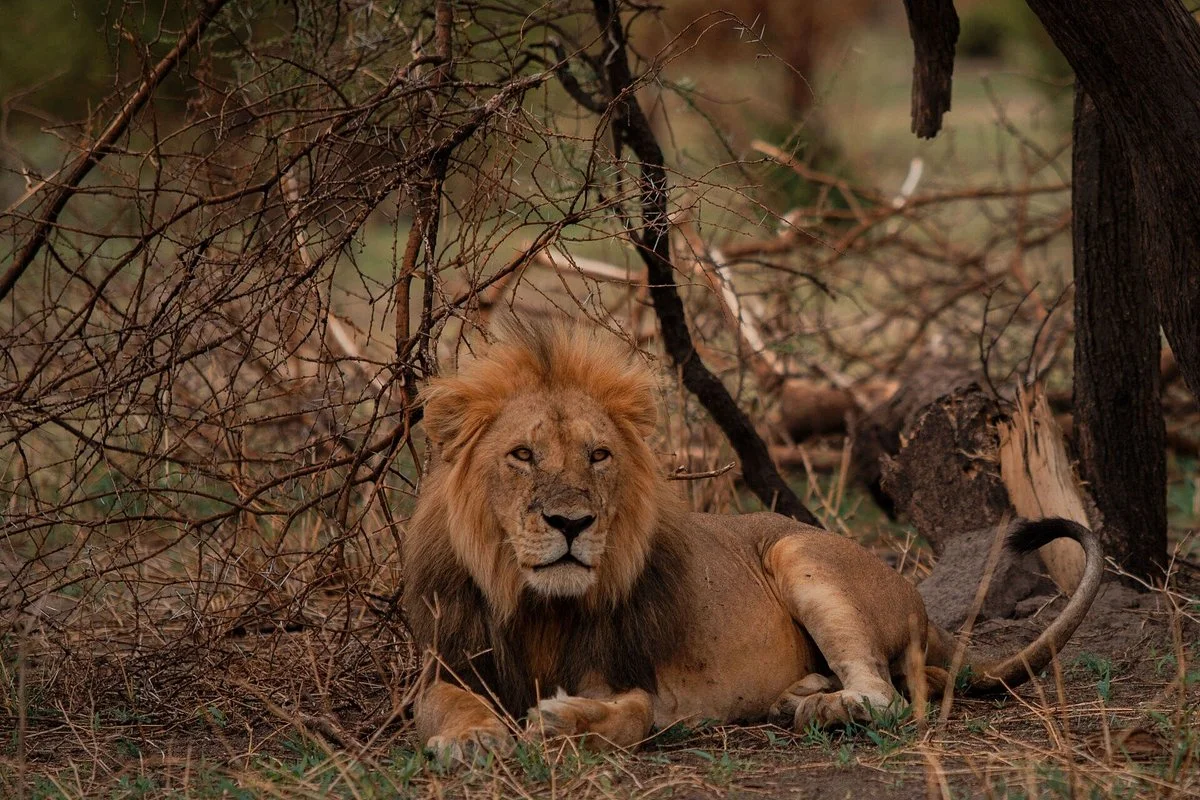 Shingo Ndefu Adventure and Safaris