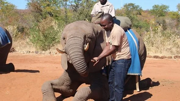 Africa Nziza Odysseys