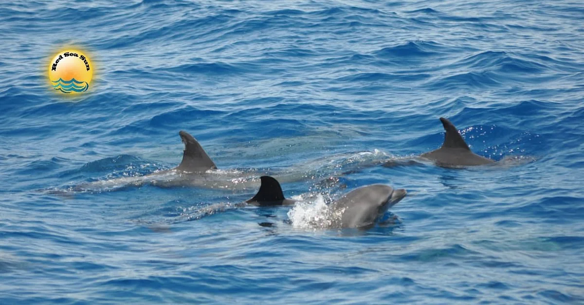 Red Sea Sun
