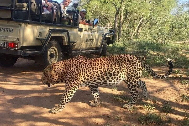 Kganya Safaris