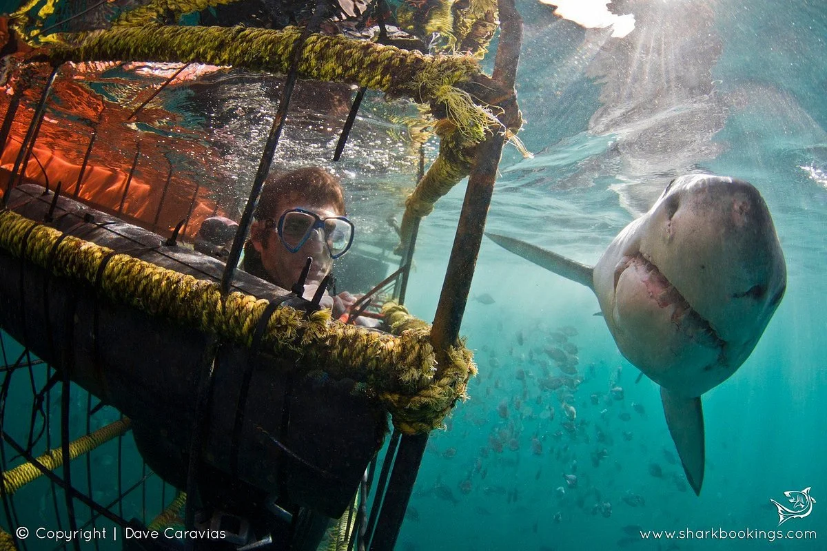 Sharkbookings