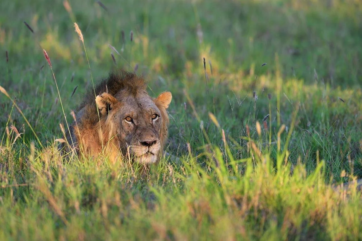 Wild African Experience