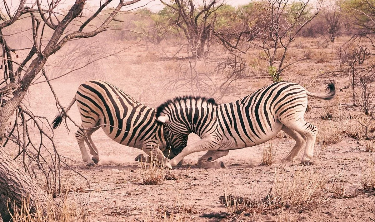 Africa Experience Safaris