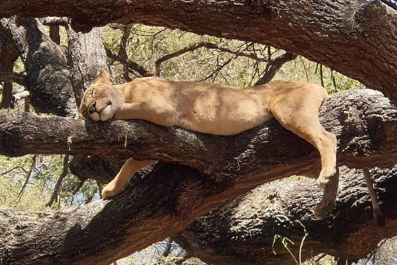 Oropi safaris