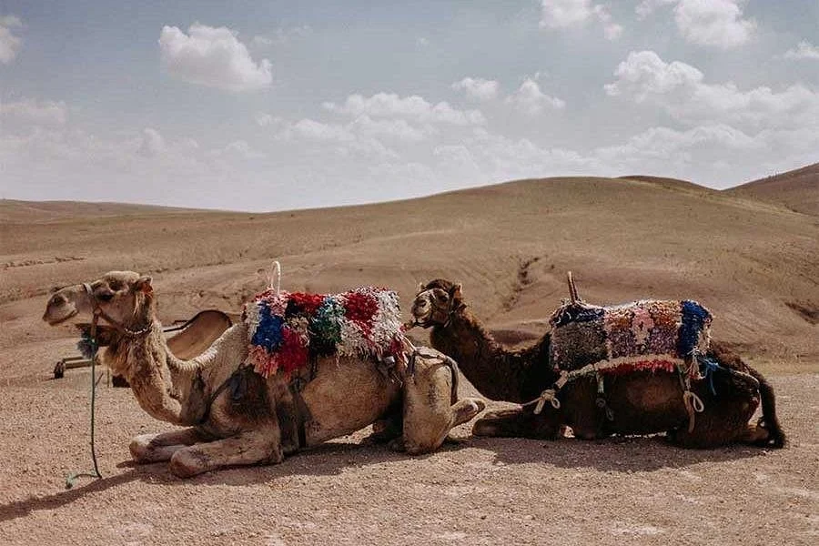 DarBnb Tours & Activities
