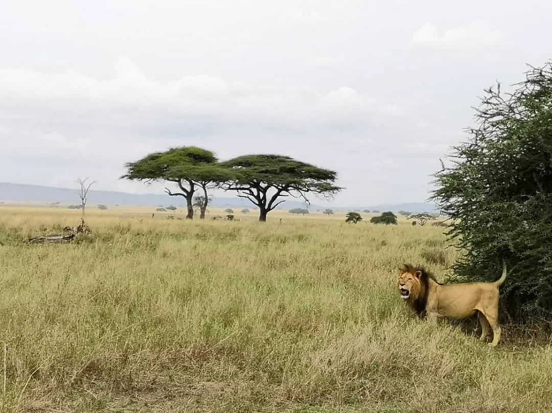 Tukutane Porini Safaris