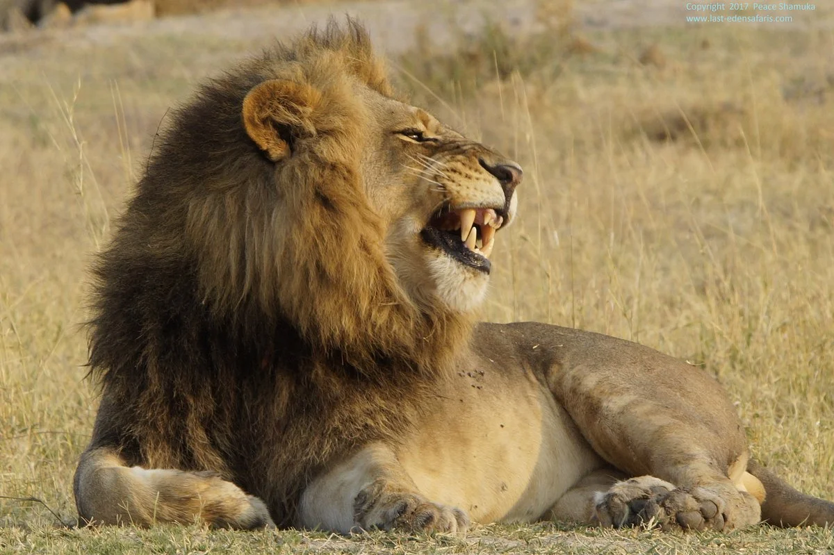 Last Eden Safaris