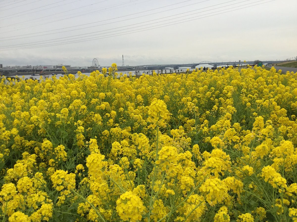 Arakawa River