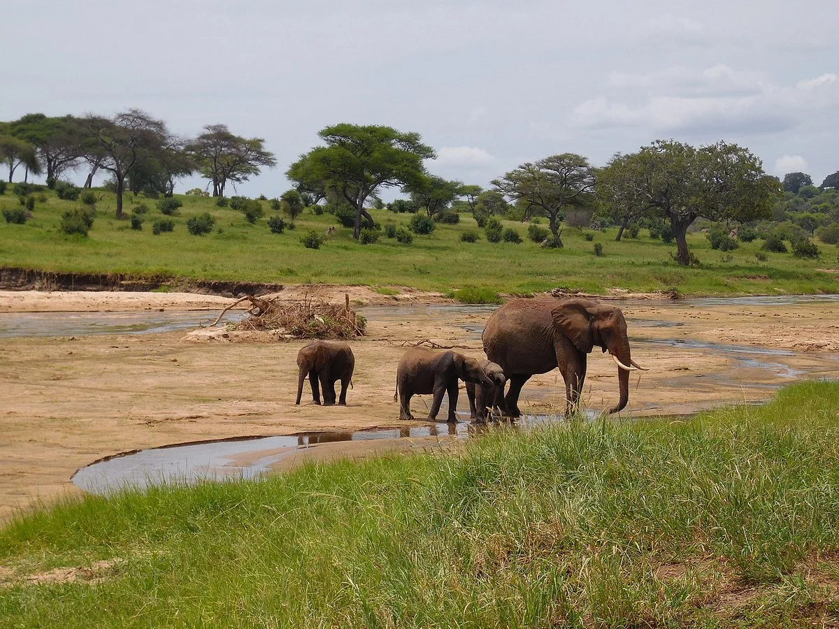 Paragon Safaris Club